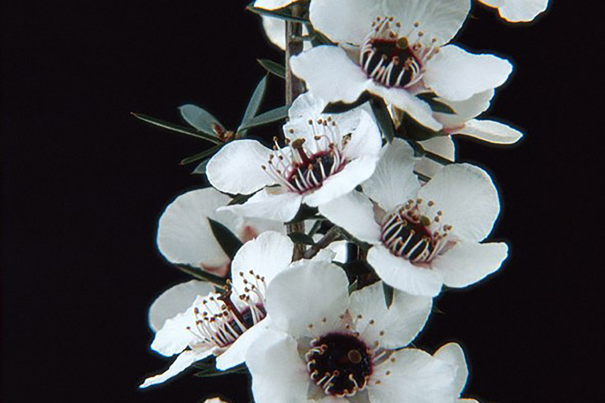 Leptospermum Wiri Susan(1).jpg